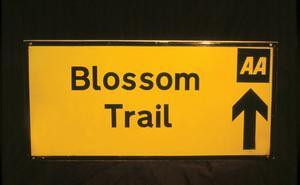 Blossom Trail景点图片
