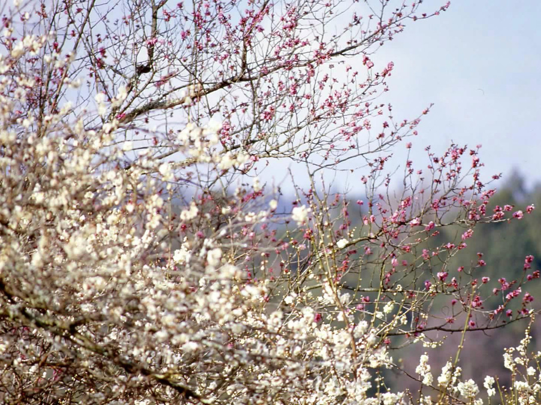 Hirohashibairin景点图片