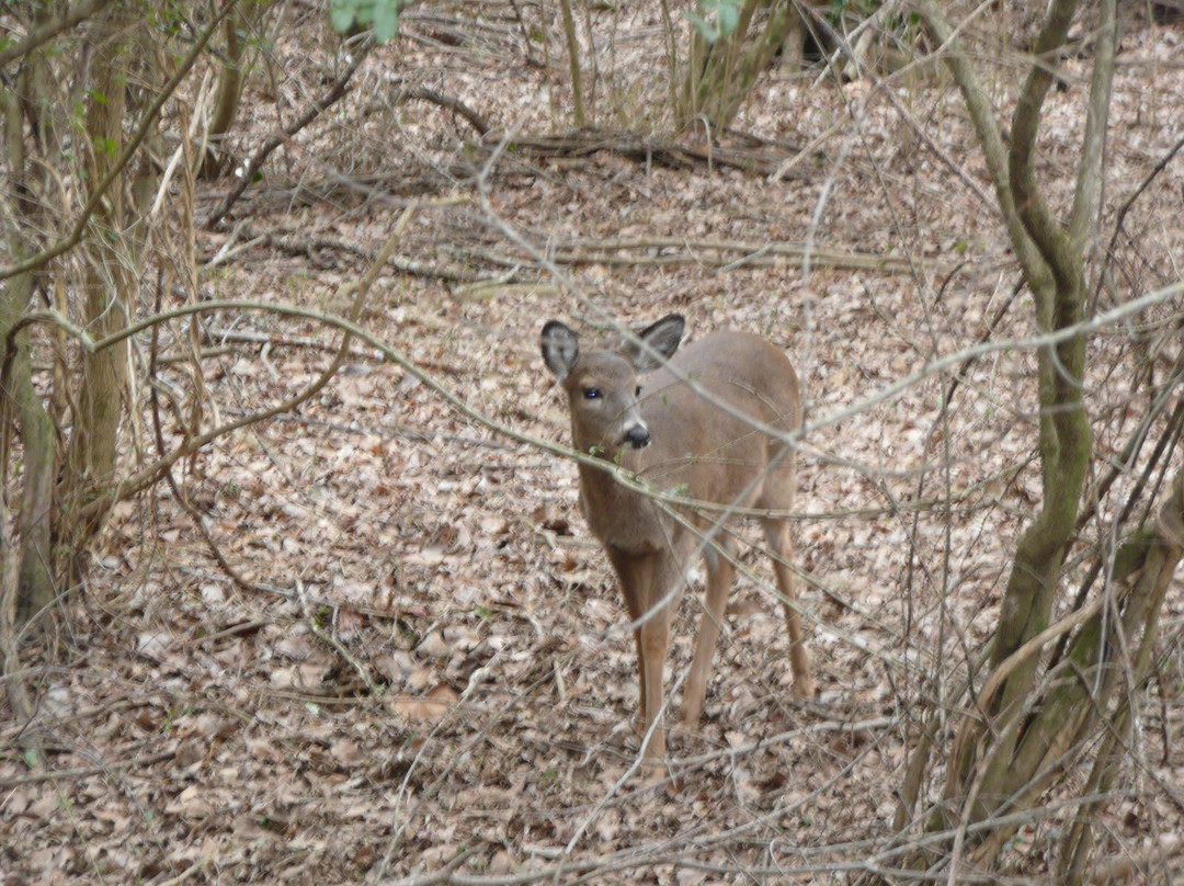 Big Creek Greenway-卡明必去景点