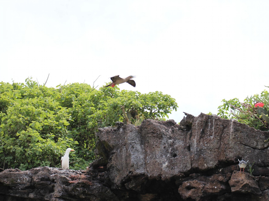 Genovesa旅游景点-Darwin Bay