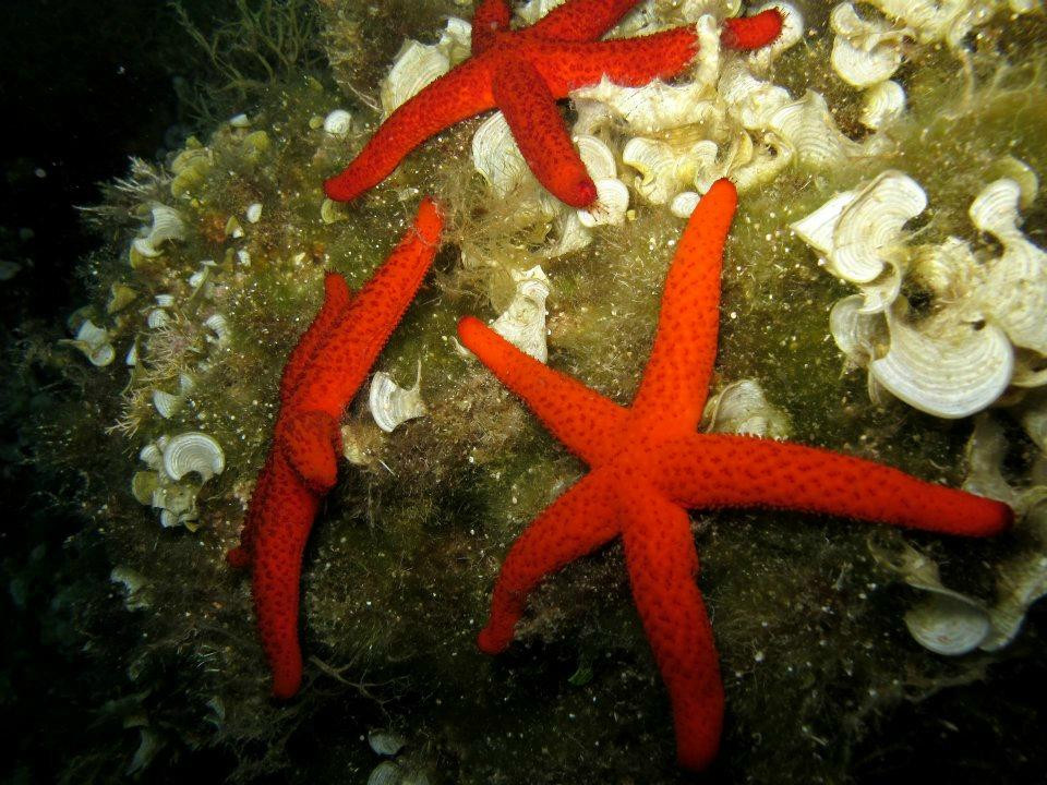 Sifnos Diving Center景点图片