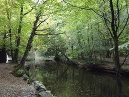 Plymbridge Woods-普利茅斯必去景点