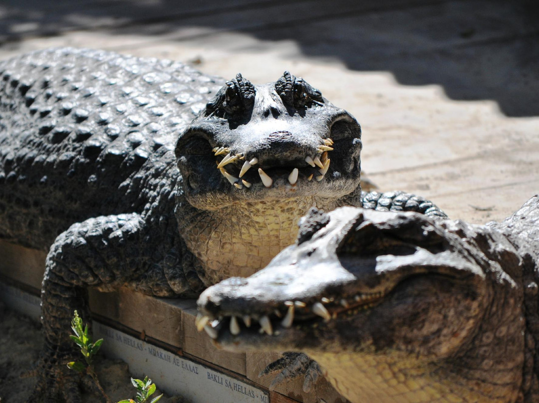 Limassol Zoo-利马索尔必去景点