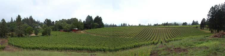 Pina Winery景点图片