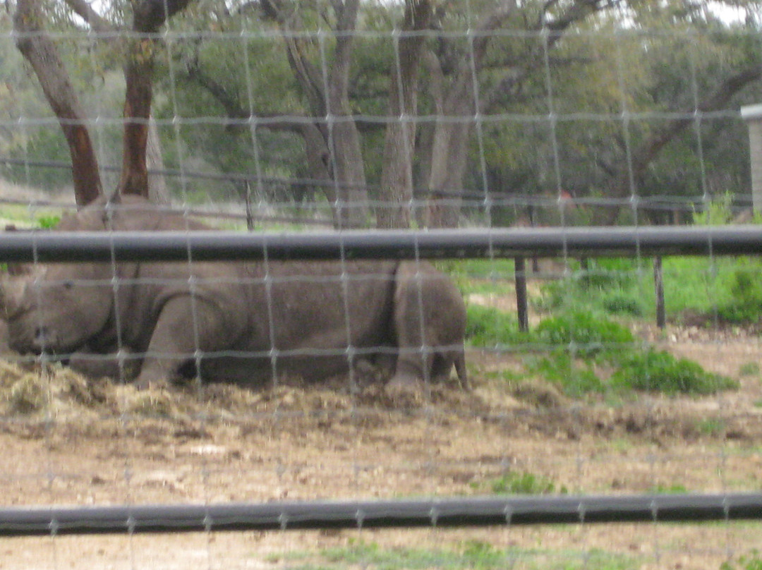 天然桥野生动物牧场-圣安东尼奥市必去景点