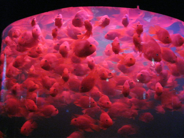 富国海底世界-北京市必去景点