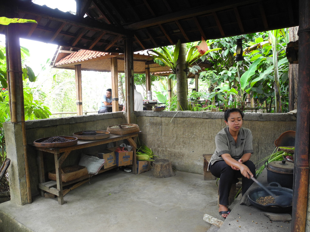 Luwak Civet Coffee Farm-金塔马尼必去景点