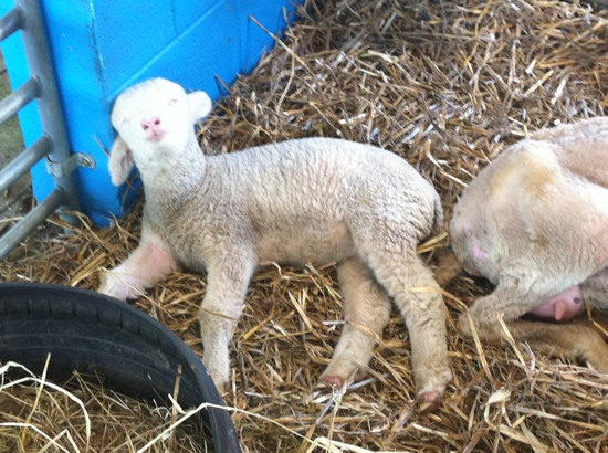 费尔非尔德市农场-悉尼必去景点