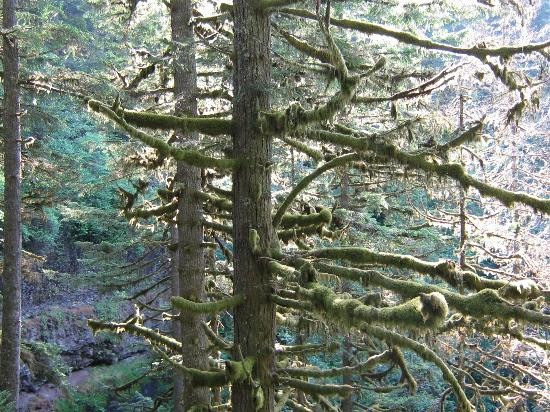 Silver Falls State Park-Drake Crossing必去景点