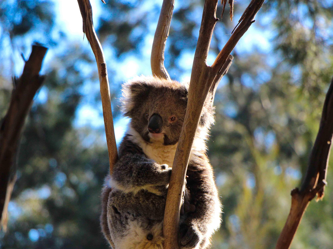 Cheap Tours Melbourne-墨尔本必去景点