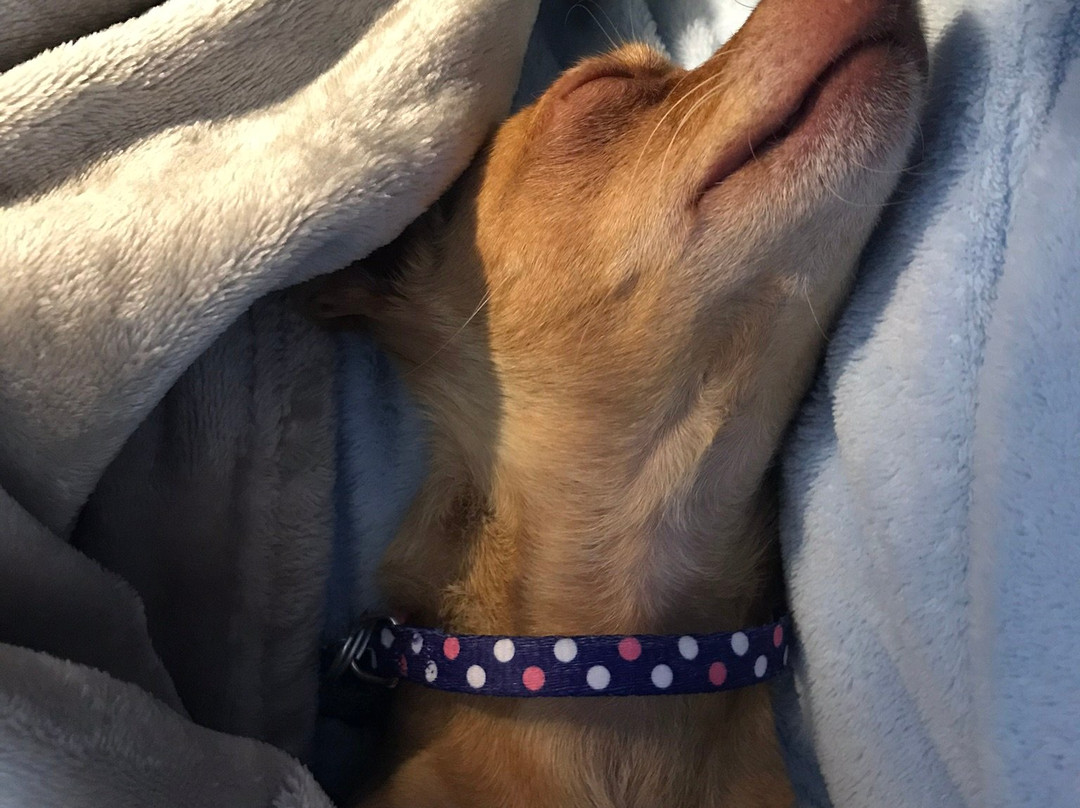 The Rustic Lantern Taphouse