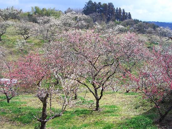 Tsukigase Plum Valley-奈良市必去景点