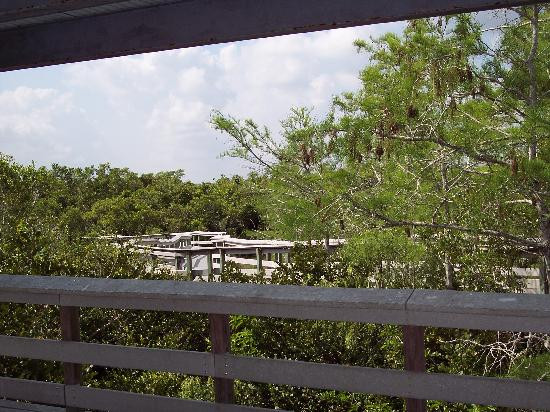 Pa-hay-okee Trail-大沼泽国家公园必去景点