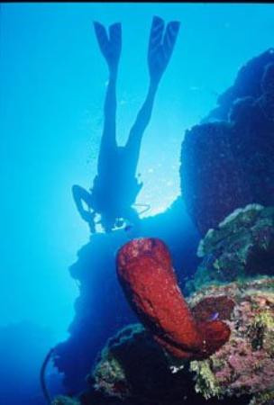 Bloody Bay Wall-Little Cayman必去景点