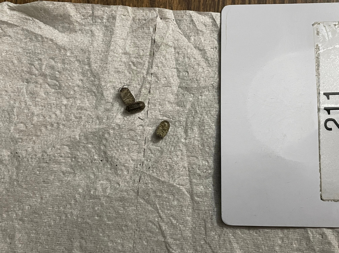 The Bedford Inn主图