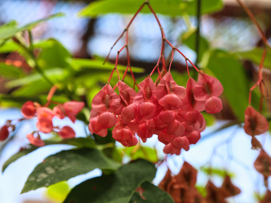 Tochigi Flower Center-栃木市必去景点