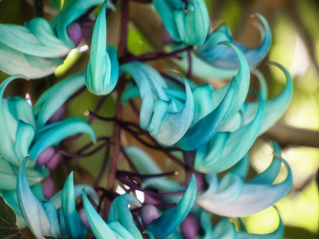 Tochigi Flower Center-栃木市必去景点