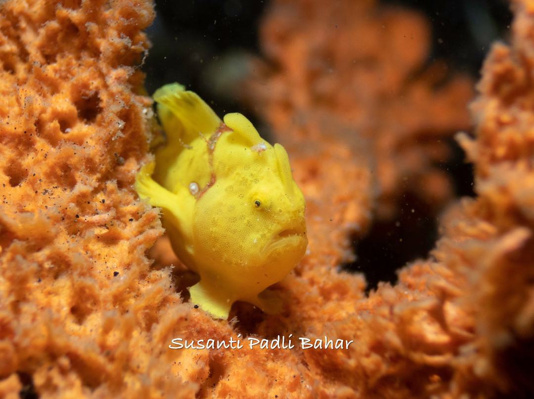 YOS Dive Lembeh-Eco Beach Resort-比通必去景点