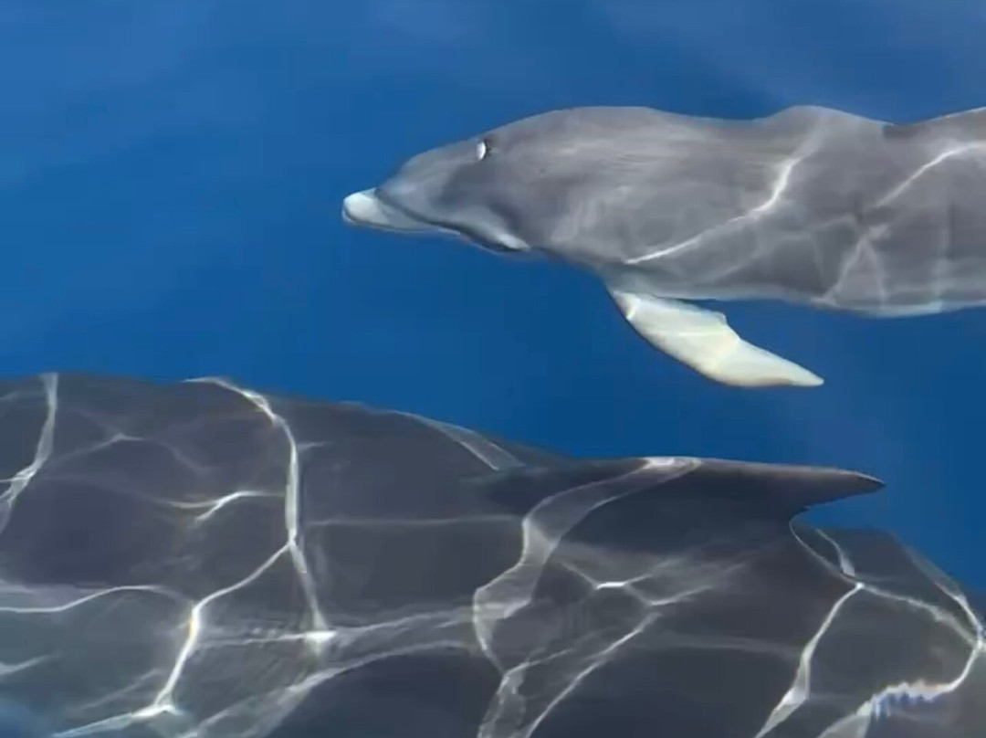 Locamarine Boat-Propriano必去景点