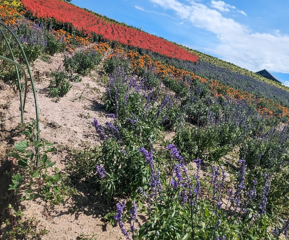Kanno Firm-上富良野町必去景点