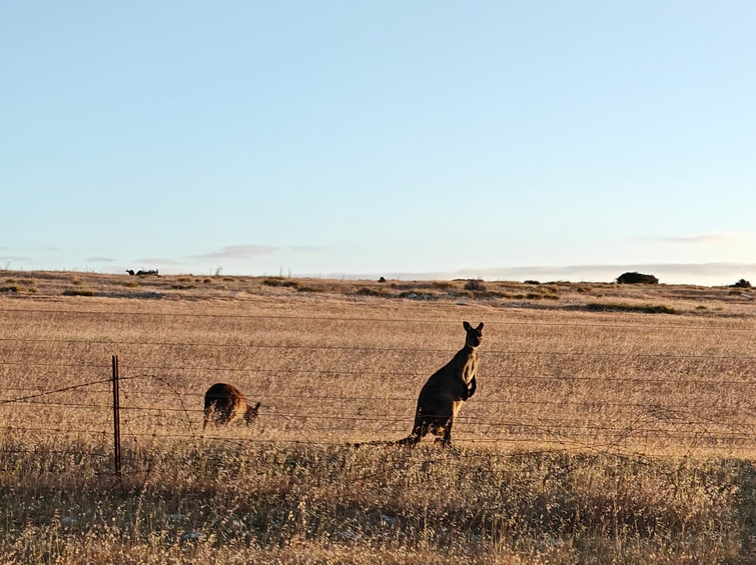 Kangaroo Island Hire a Guide景点图片