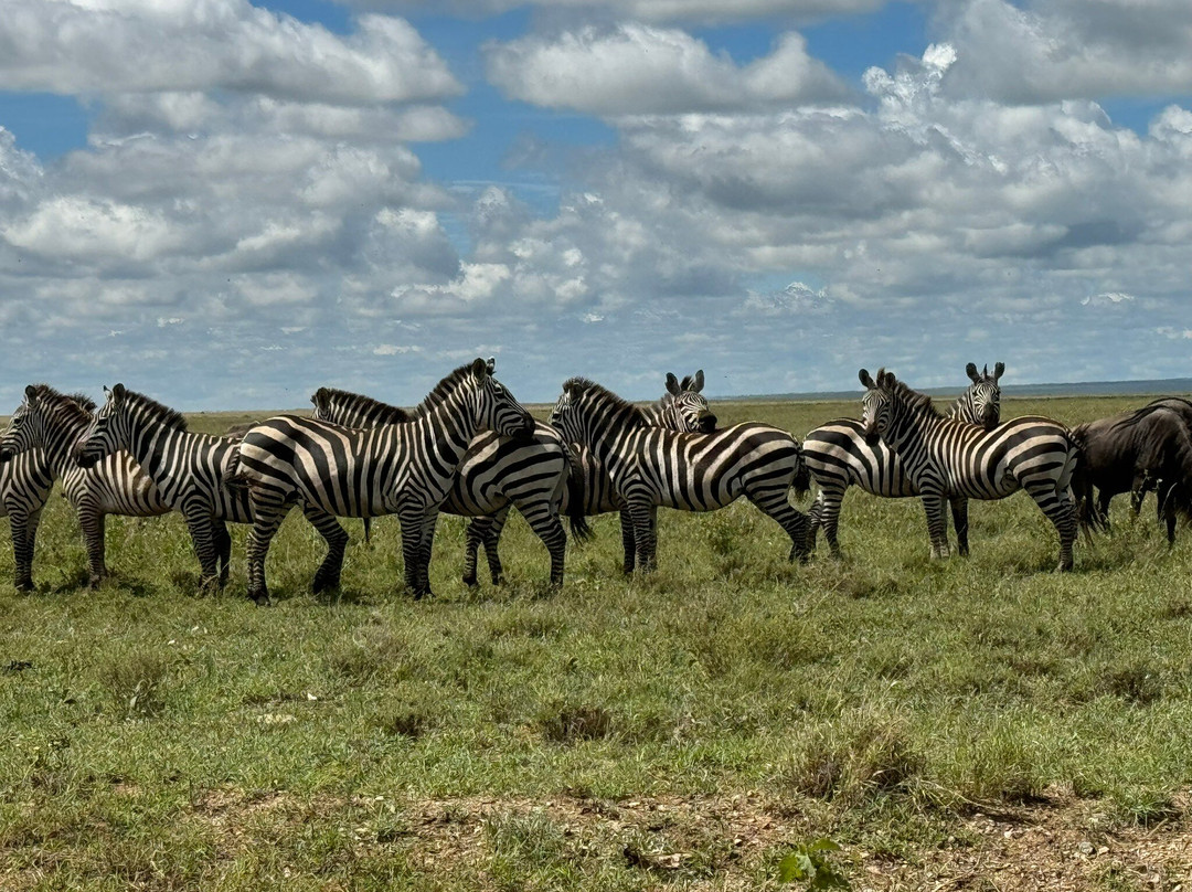 Serengeti and Ngorongoro crater景点图片