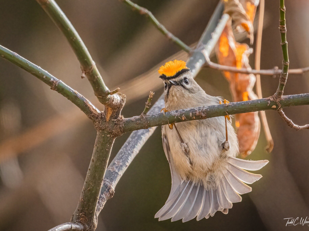 Norman Bird Sanctuary-米德尔敦必去景点