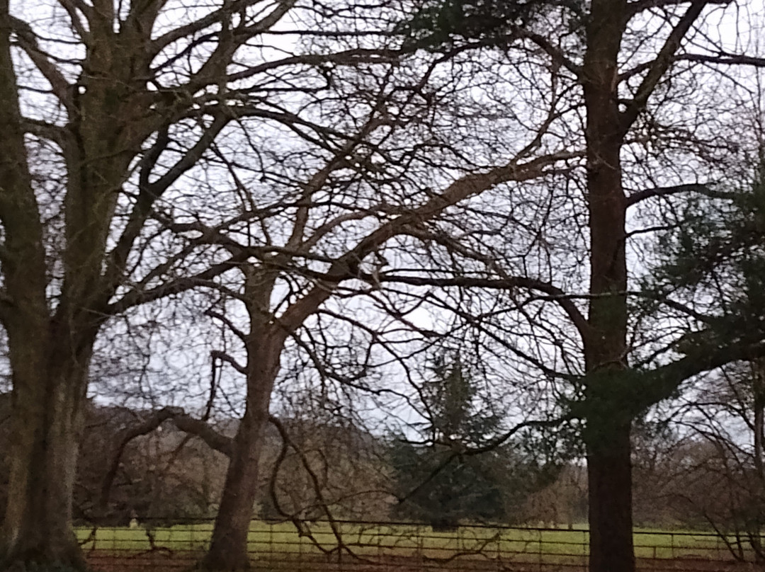 Lacock Abbey & Village景点图片