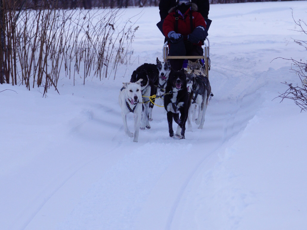 Mushing Works Dog Sledding Tours-鹿追町必去景点