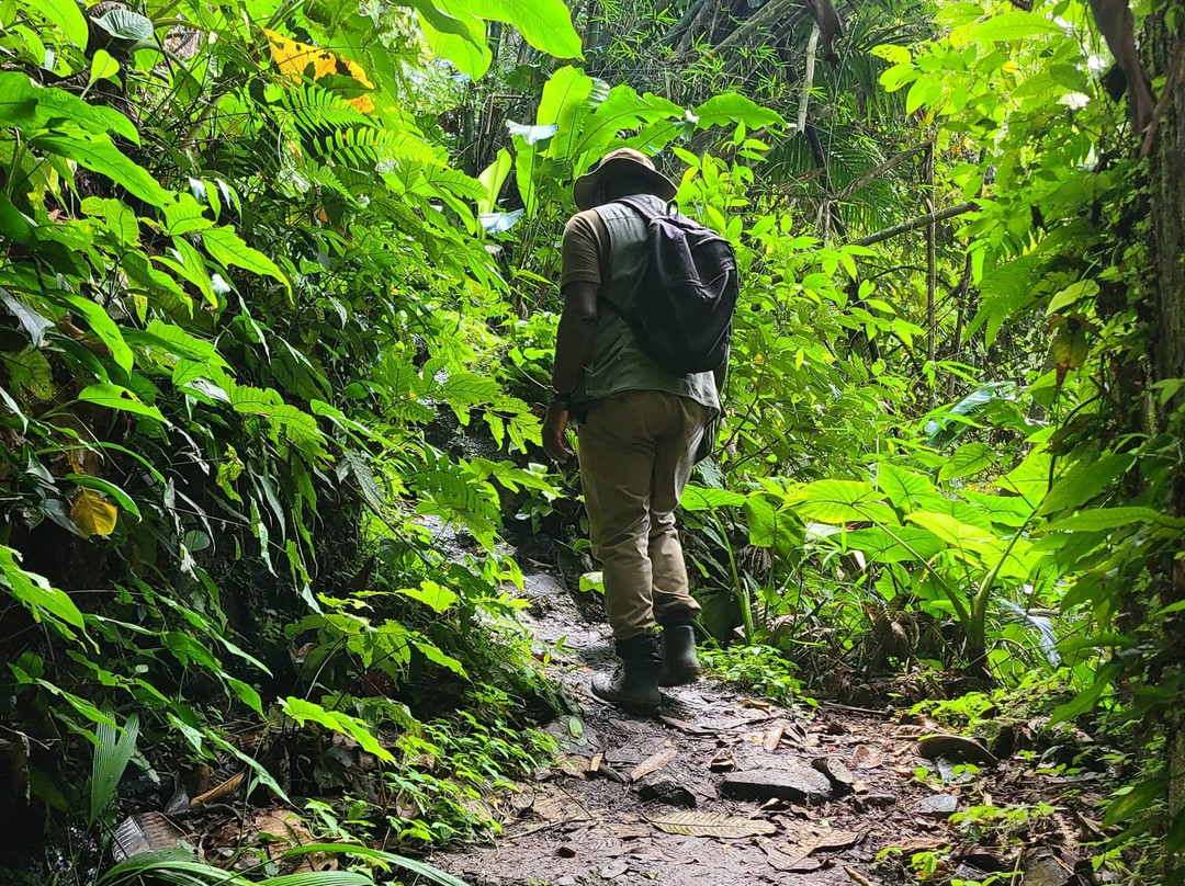 Tobago Forest Reserve-多巴哥必去景点