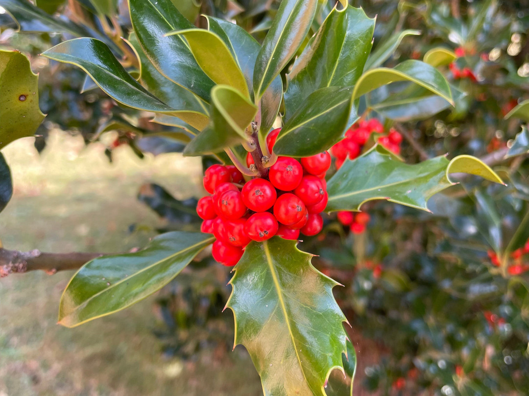 Church Of St John The Apostle-Jamieson必去景点