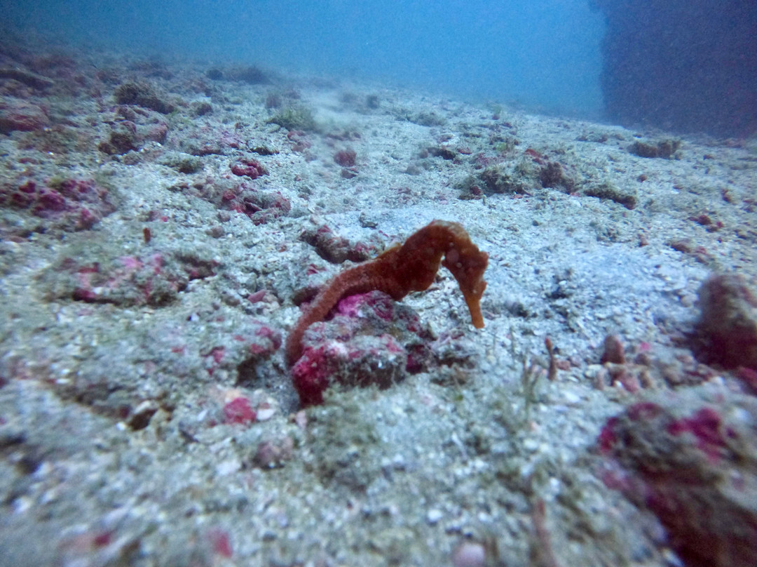 Drake Divers Costa Rica景点图片