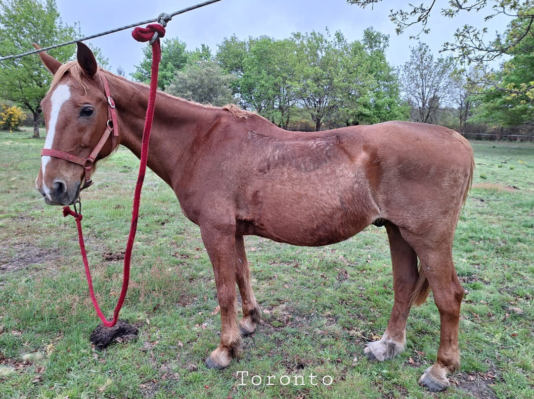 Centre Equestre Marina - Private Day Tours景点图片
