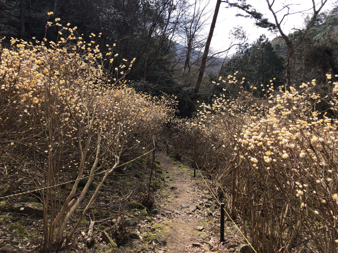 Mushiidani no Mitsumata Colony