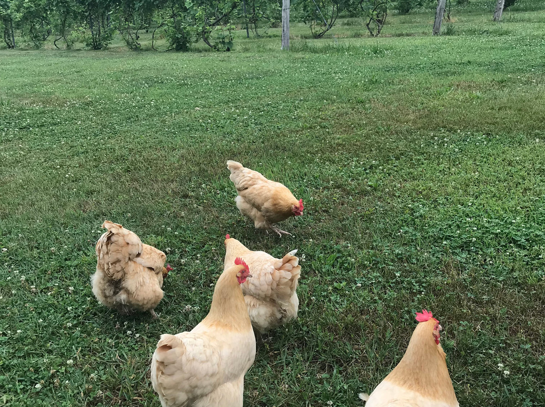 Verde Vineyards-Johnston必去景点