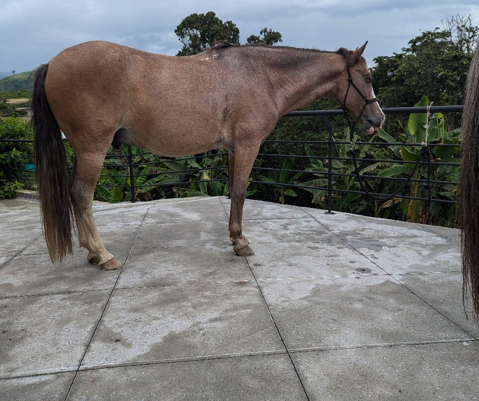 Rancho Saman-佩雷拉必去景点