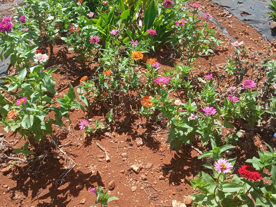 Eleuthera Pineapple Farm Tours-伊柳塞拉必去景点