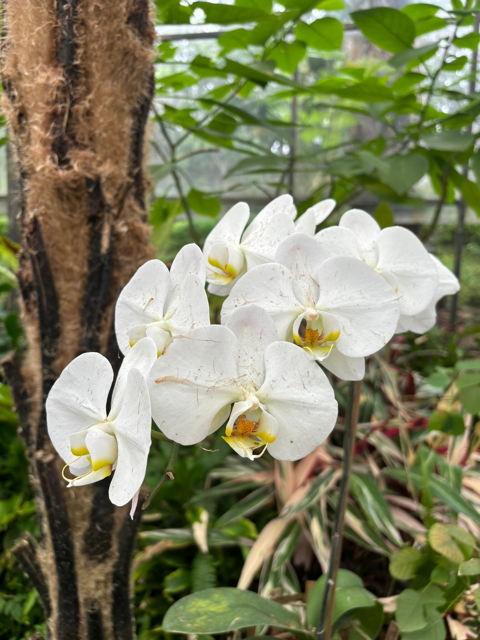 Orchid Forest Cikole-2024年7月2日上传的实拍图