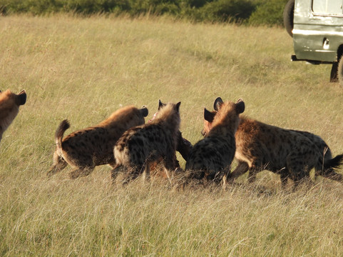 Big Cats Safari-那格浦尔必去景点