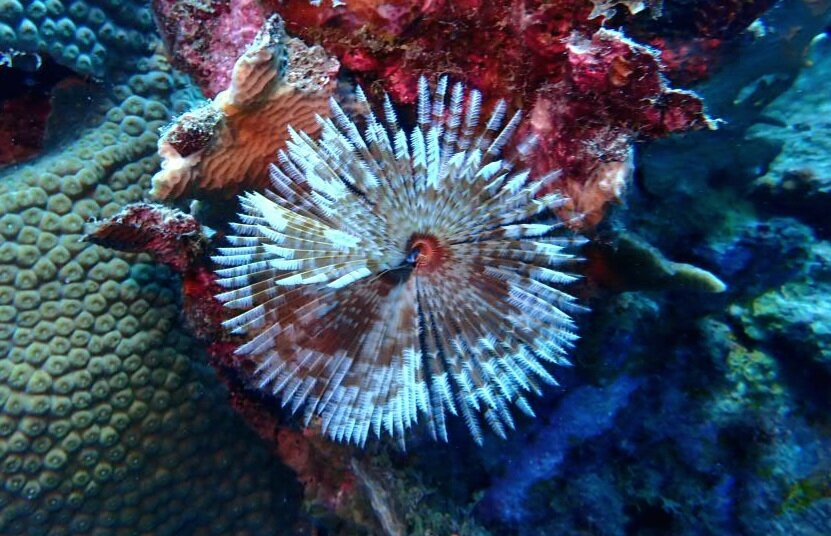 Blue Bay Dive & Watersports-威廉斯塔德必去景点