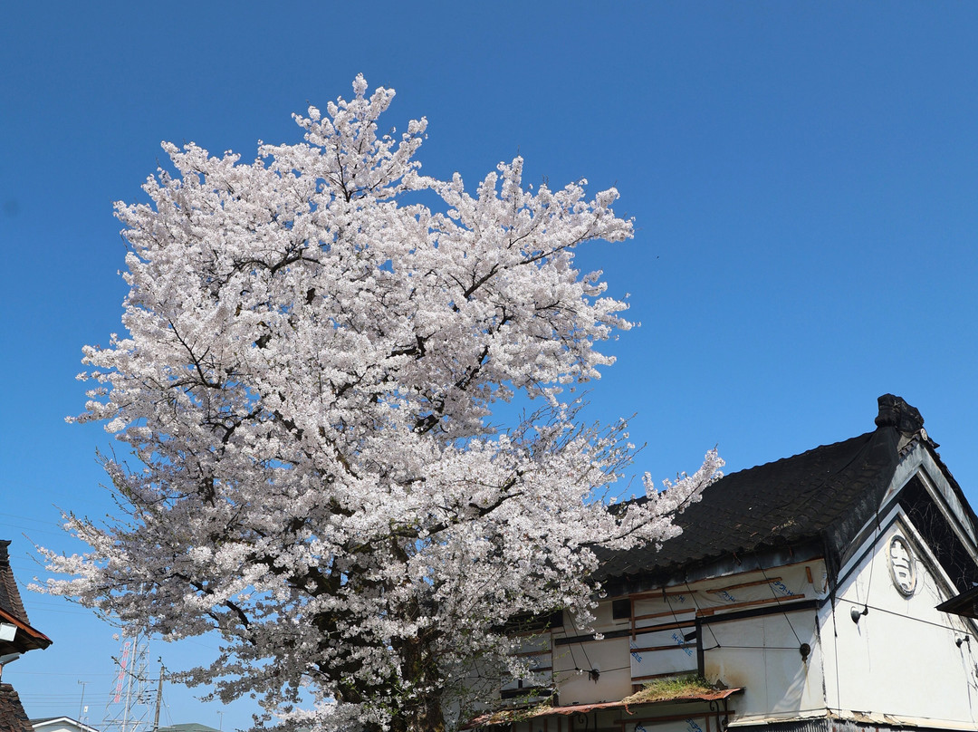 Kina Saffron Sakehompo-长冈市必去景点