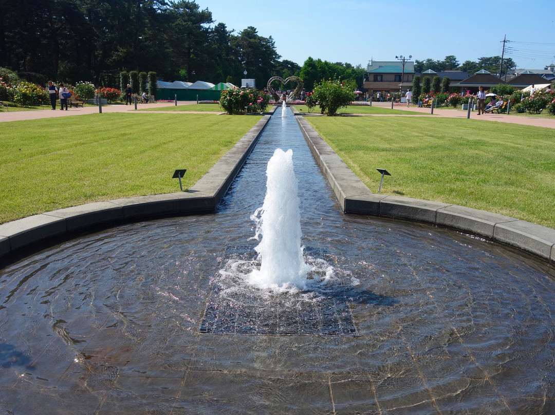 Shikishima Parfk Rose Garden-前桥县必去景点