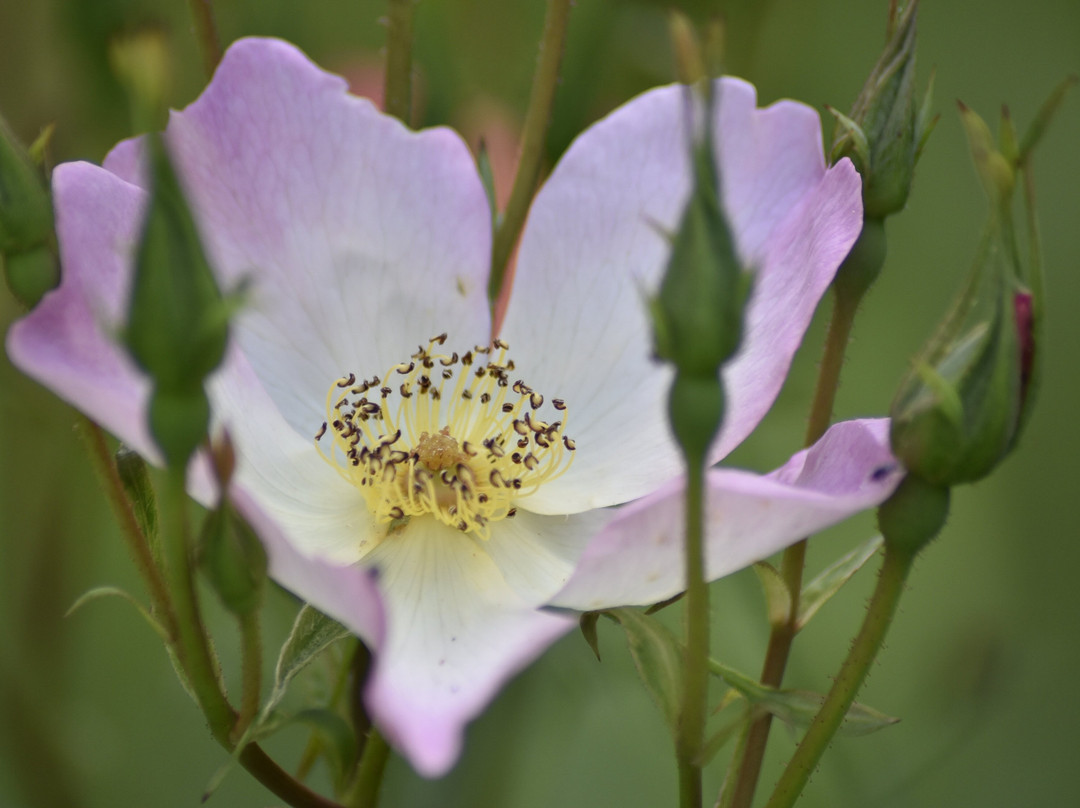 Killahusets trädgård-Borrby必去景点