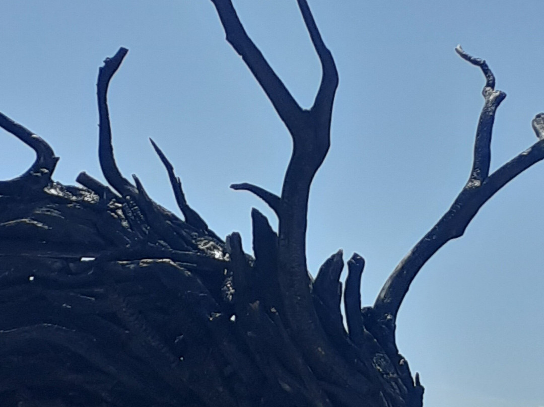 Drago Vaia Regeneration景点图片