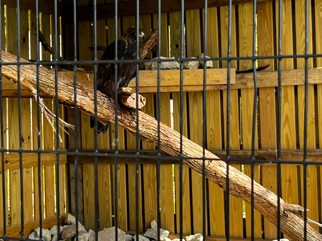 Red Wolf Sanctuary景点图片