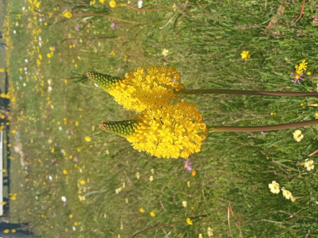 Capey Tours-开普敦中心区必去景点