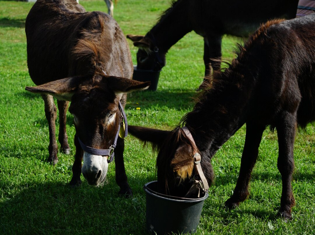 'T Jaegershoes主图