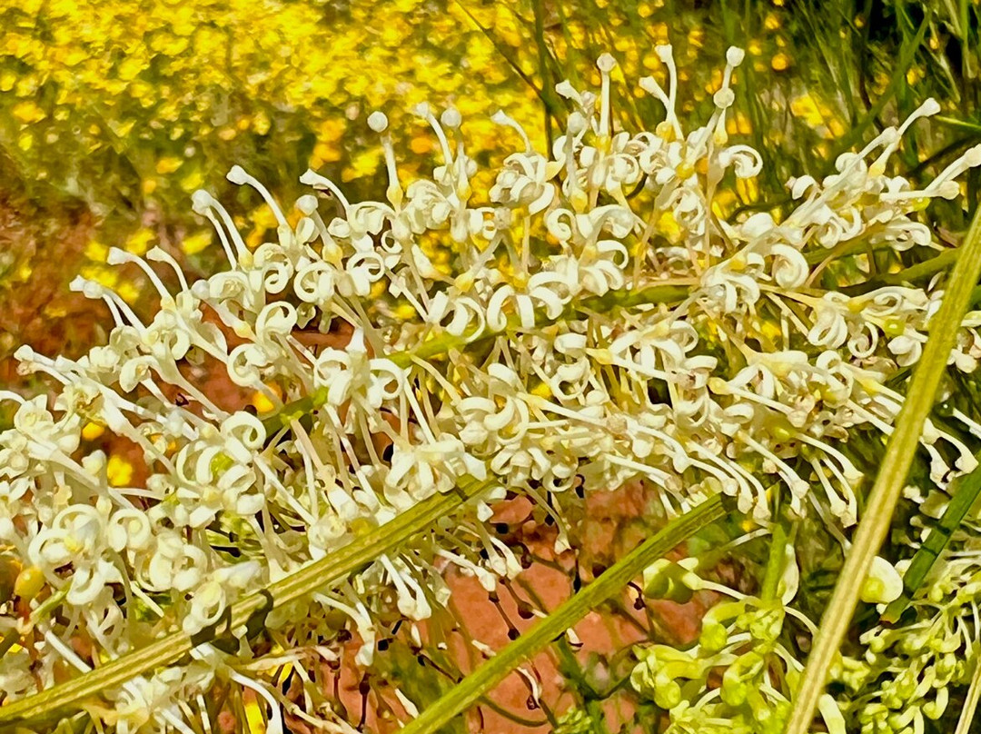 Inspirations Mullewa主图