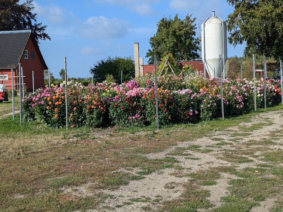 Vingaarden, Lille Gadegaard ( Vineyard )-Bornholm必去景点