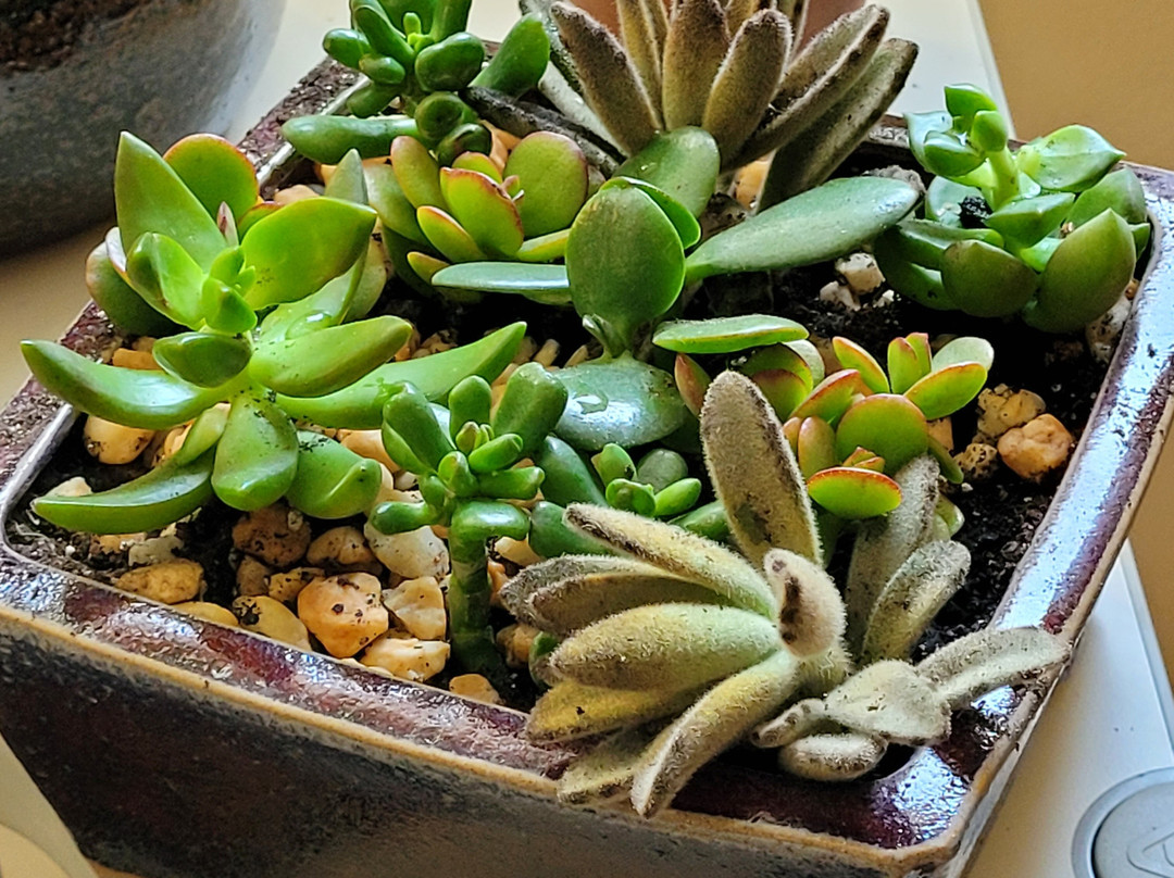 Easy Little Plants